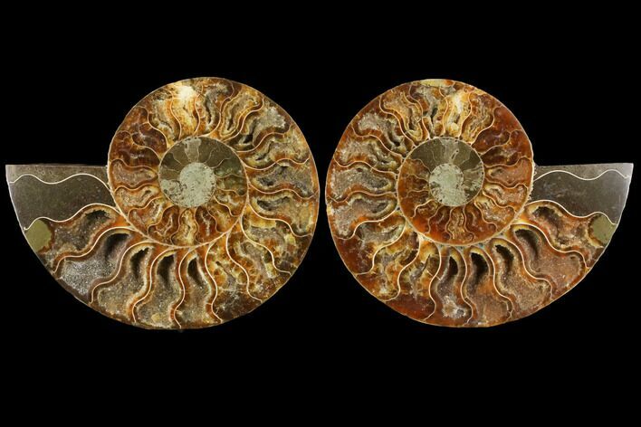 Agatized Ammonite Fossil - Madagascar #111479